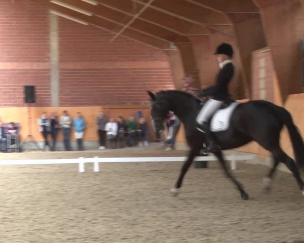 3. Holtkämper Dressurtage 2016
