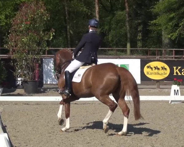 3. Holtkämper Dressurtage 2016