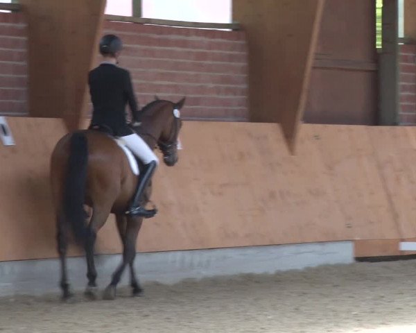 3. Holtkämper Dressurtage 2016