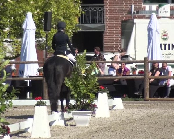 3. Holtkämper Dressurtage 2016