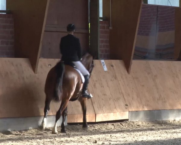 3. Holtkämper Dressurtage 2016