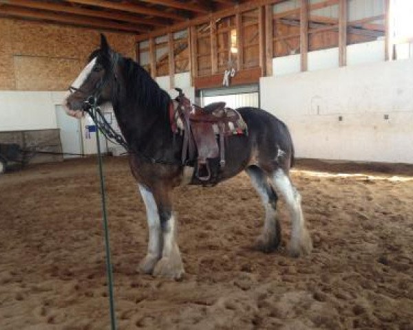 broodmare Ashlane Sophie (Clydesdale, 2009, from Blackgate Connor)