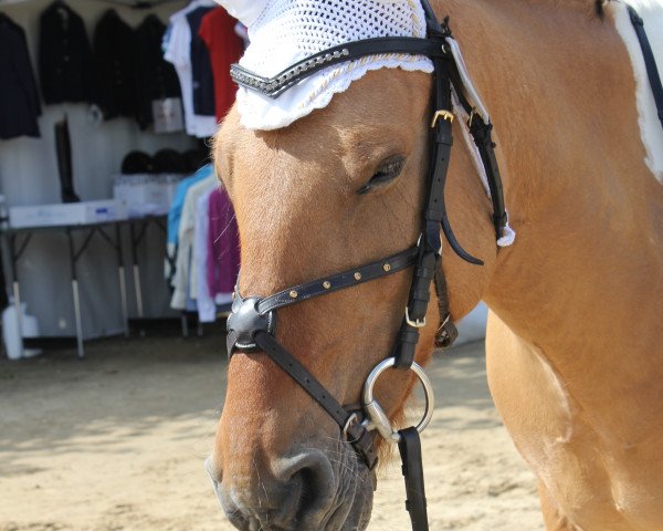 broodmare Sammy 594 (unknown, 2002)