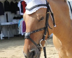broodmare Sammy 594 (unknown, 2002)