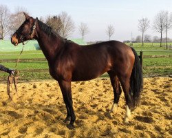broodmare Bellina (Oldenburg, 2010, from Belissimo NRW)