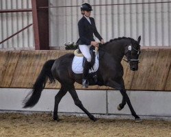 dressage horse Franzi 112 (Westphalian, 2015, from Florenz 71)