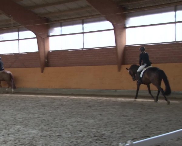 3. Holtkämper Dressurtage 2016