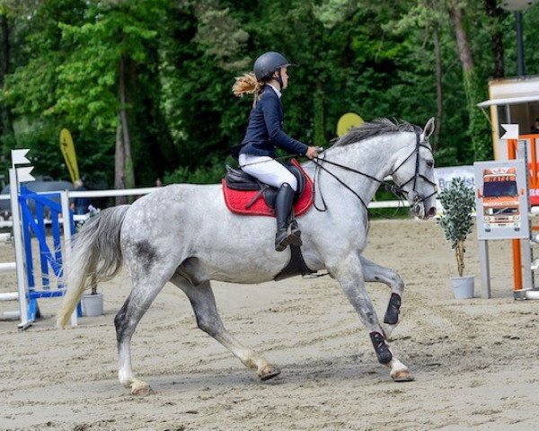 jumper Unique des Biez (Belgian Warmblood, 2004)
