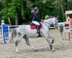 jumper Unique des Biez (Belgian Warmblood, 2004)