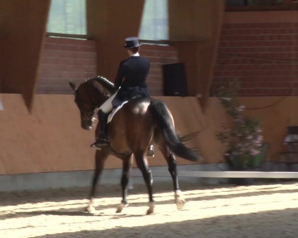 3. Holtkämper Dressurtage 2016