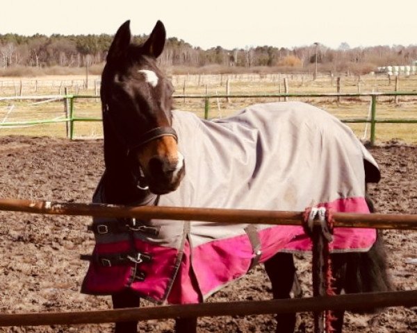 horse Gescha (German Riding Pony, 2004, from Marco Polo)