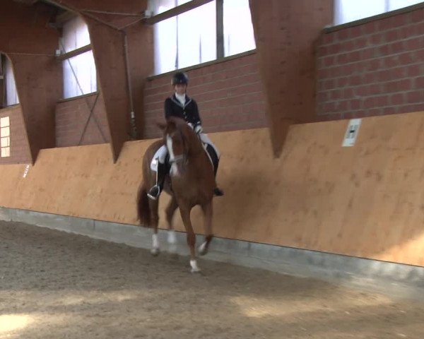 3. Holtkämper Dressurtage 2016