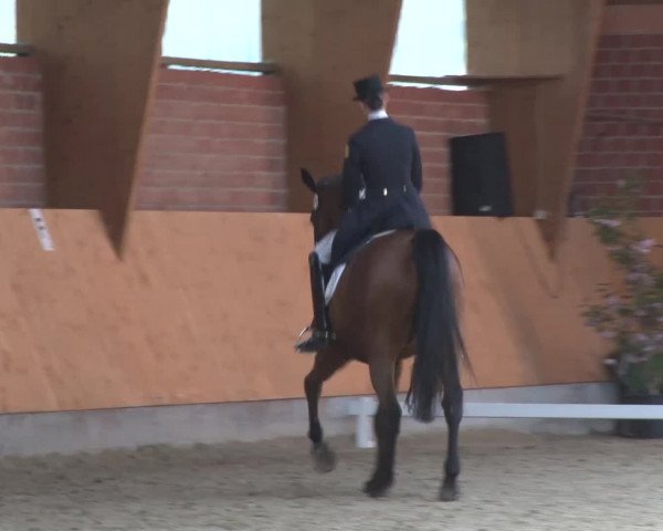 3. Holtkämper Dressurtage 2016