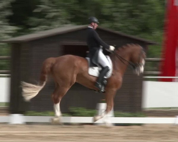 Reitturnier Frechen-Grefrath - Sonnenhof 2016