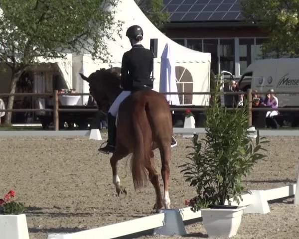 3. Holtkämper Dressurtage 2016