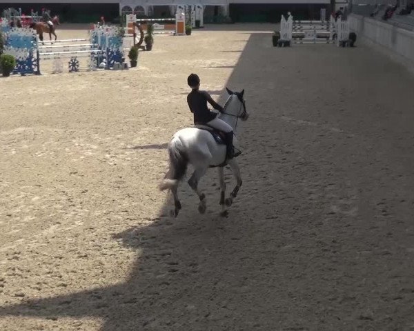 FEI Reitturnier Aachen (GER) 2016