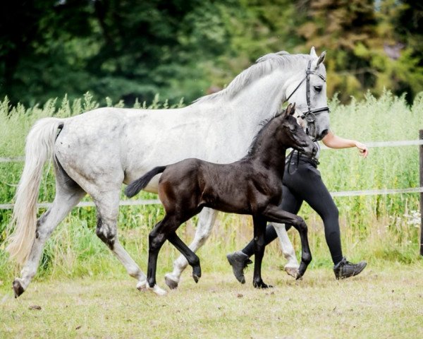 broodmare Ida 49 (Hanoverian, 2007, from Iberio)