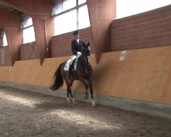 3. Holtkämper Dressurtage 2016