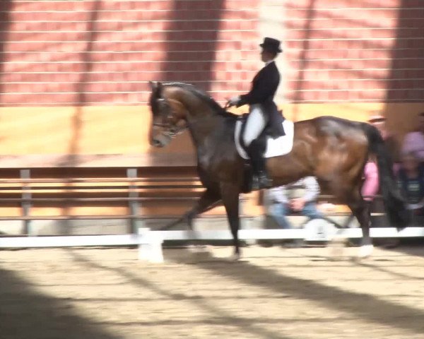3. Holtkämper Dressurtage 2016