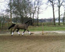 Springpferd Amarula S (Oldenburger Springpferd, 2012, von Colonel Cousteau)