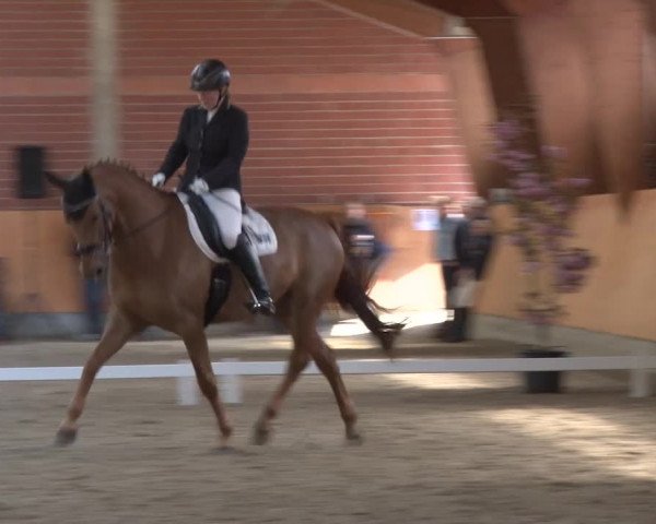 3. Holtkämper Dressurtage 2016