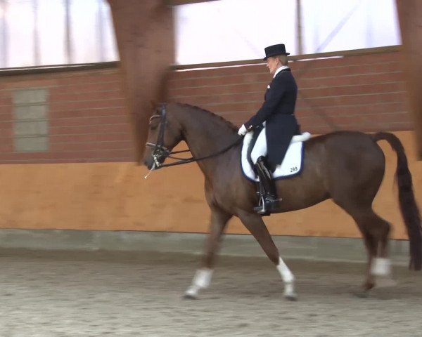 3. Holtkämper Dressurtage 2016