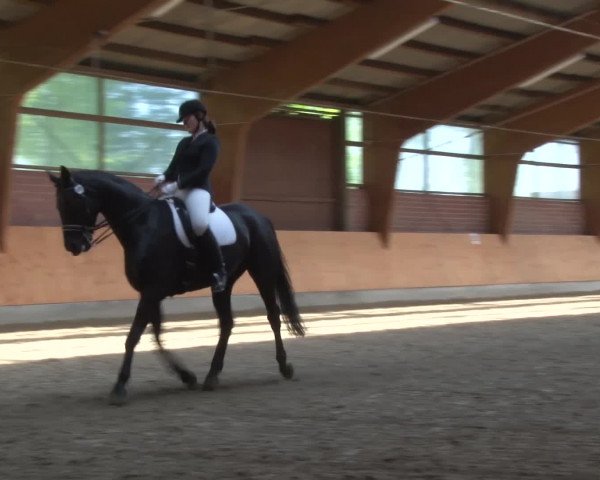 3. Holtkämper Dressurtage 2016