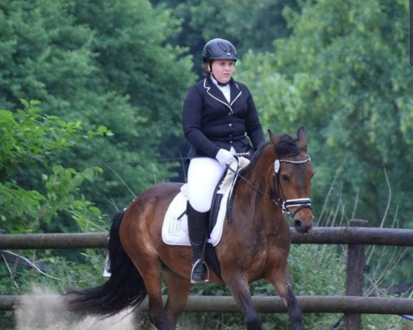 dressage horse Jamey (Belgian Warmblood, 2000)