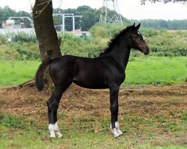 horse Brise pyramide (Oldenburg show jumper, 2016)