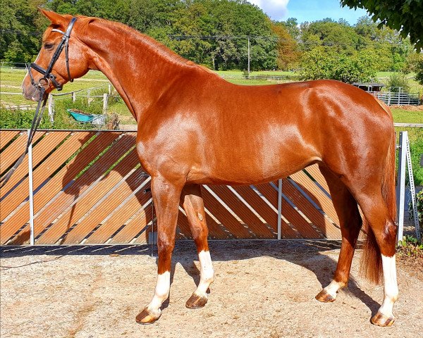 broodmare Fiara Tohunga (Trakehner, 2014, from Camaro)