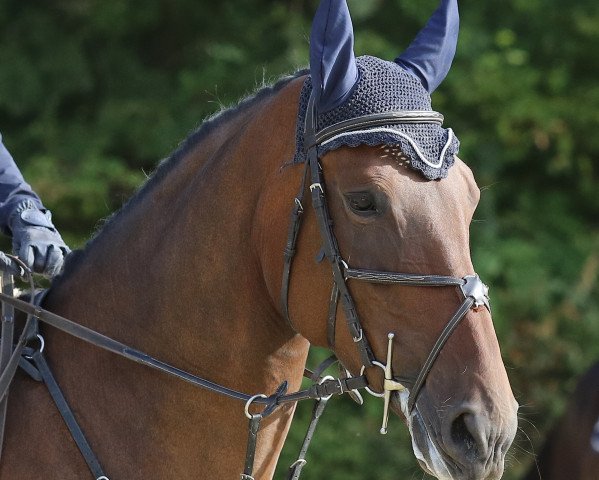 jumper Qualina N (Hanoverian, 2012, from Quality Time)