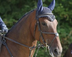 jumper Qualina N (Hanoverian, 2012, from Quality Time)