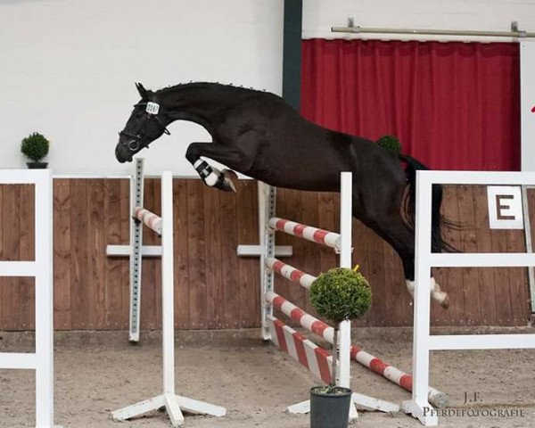 Springpferd Gino Las Vegas S (Oldenburger Springpferd, 2013, von Graf Top)