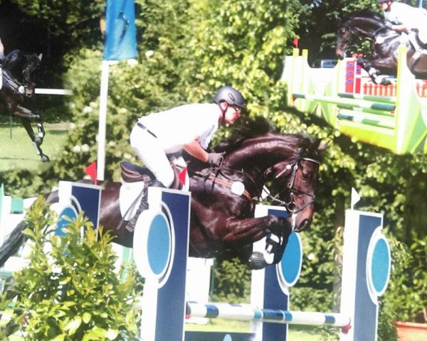 jumper La Mia S (Hanoverian, 2011, from El Bundy)