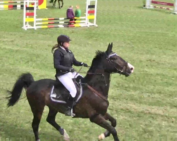 Reitturnier Jettingen 2016