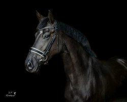 jumper Airforce Lady S (Oldenburg show jumper, 2015, from Graf Top)
