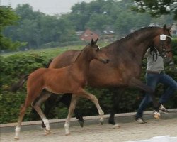 horse Hengst von Naldo / Ludwigs As (Oldenburg show jumper, 2015, from Naldo 29)