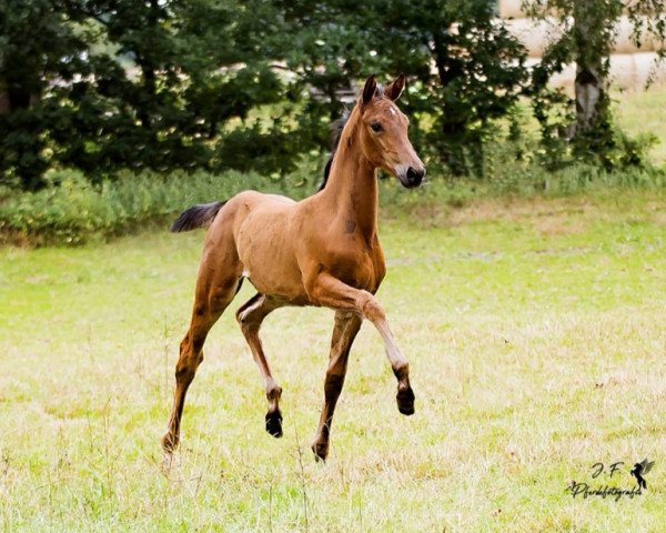 jumper Brantaga S (Oldenburg show jumper, 2019, from Nartago)