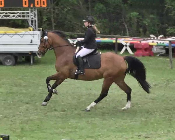 Reitturnier Jettingen 2016