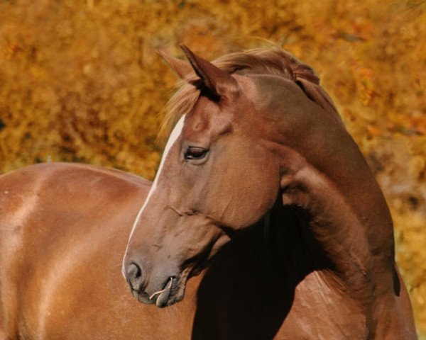 horse Desmond (Westphalian, 2005, from Dali X)