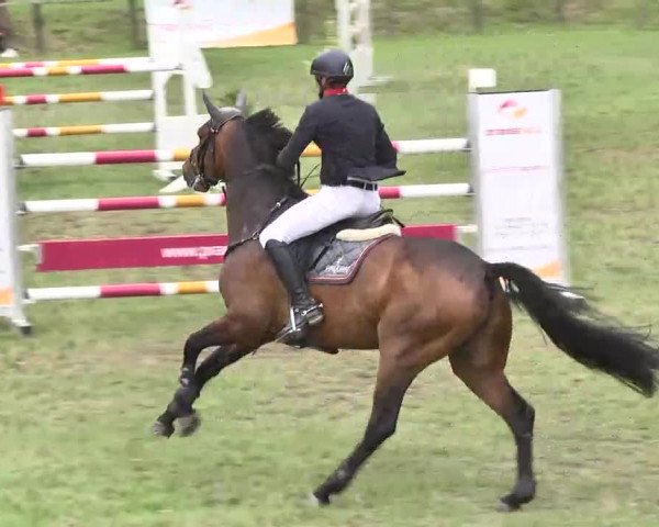 Reitturnier Jettingen 2016