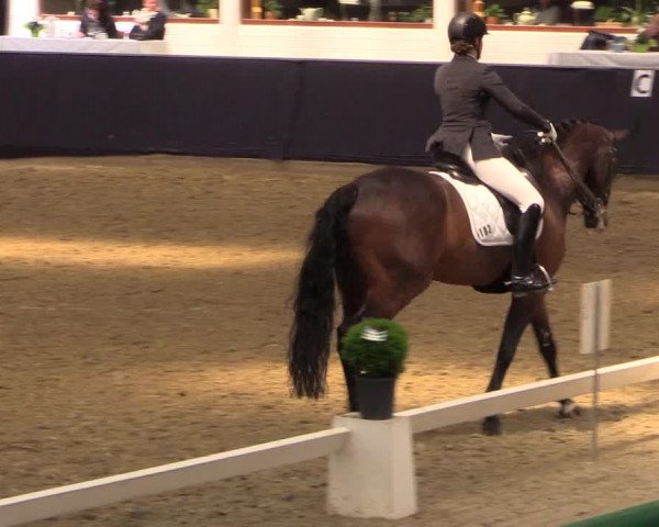 Reitturnier Borken 2016