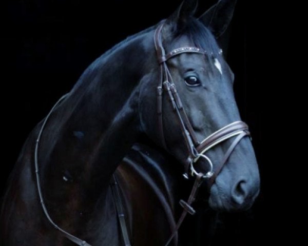 Springpferd Rudi Riese (Westfale, 2011, von Rubitano)