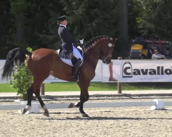 3. Holtkämper Dressurtage 2016