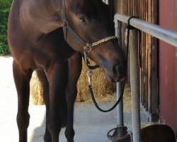 dressage horse Never Give Up 6 (Oldenburg, 2015, from Netto)
