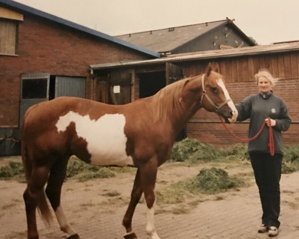 horse Flash the Color (Paint Horse, 1988, from J Spin A Flash) horse Flash the Color (Paint Horse, 1988, from J Spin A Flash)