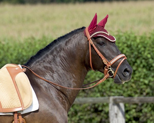 dressage horse Sureste (Pura Raza Espanola (PRE), 2004)