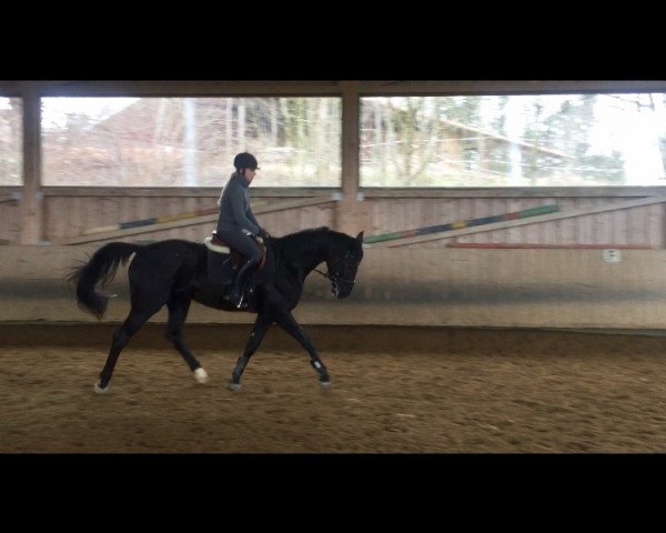 horse Lenox (German Sport Horse, 2014, from Lemberger)