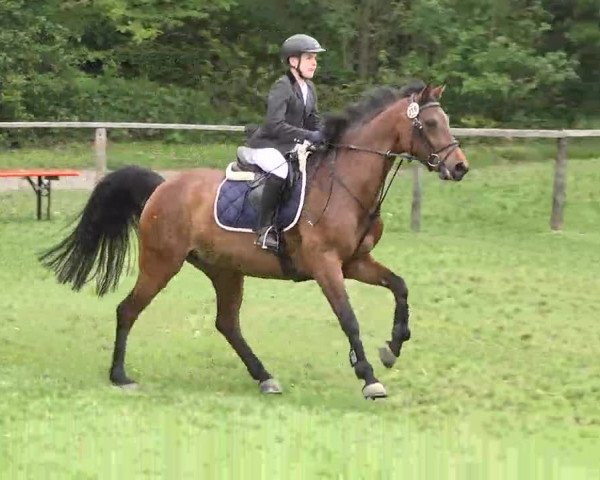 Reitturnier Jettingen 2016