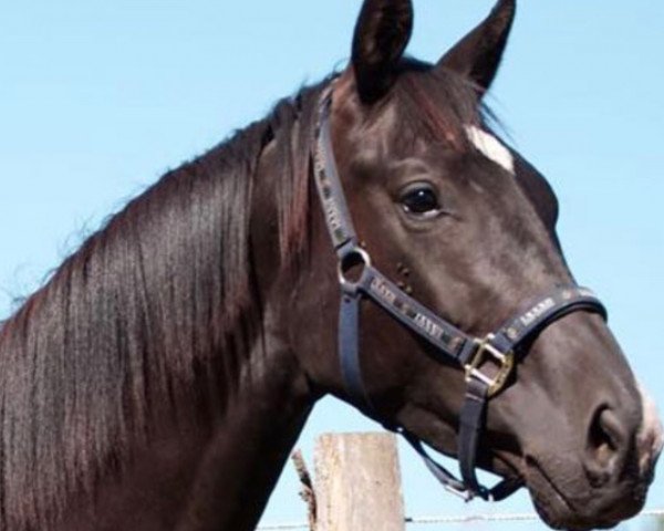 horse Frida (Oldenburg, 2015, from Fuechtels Floriscount OLD)